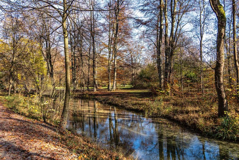 La vegetazione dell'Englischer Garten