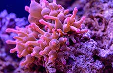 Sea Life Múnich
