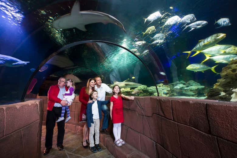 The glass walkway
