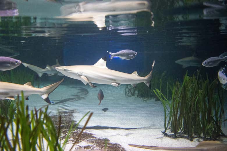 The shark aquarium