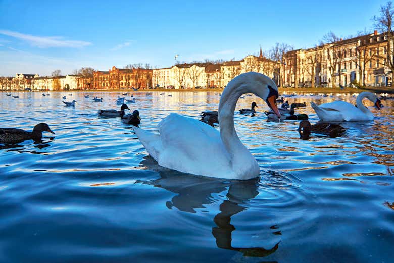 Swans on Lake Pfaffenteich