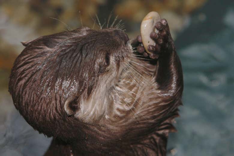 One of the aquarium's otters