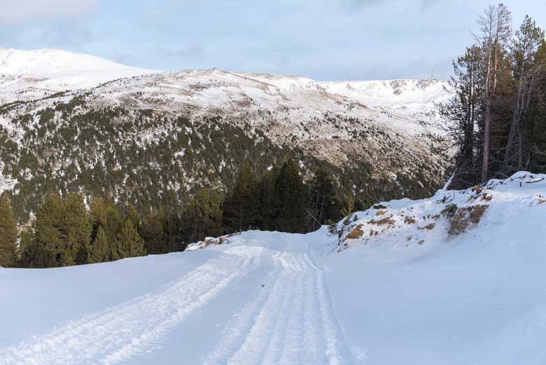 Bosque del Valle del Moretó