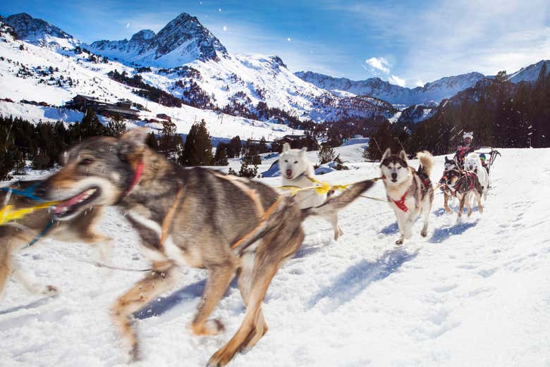 Paseo con perros por la nieve