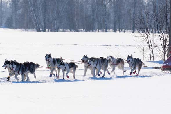 Paseo en trineo de perros por Grandvalira, Escaldes-Engordany