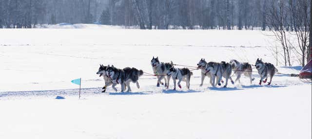 Paseo en trineo de perros por Grandvalira