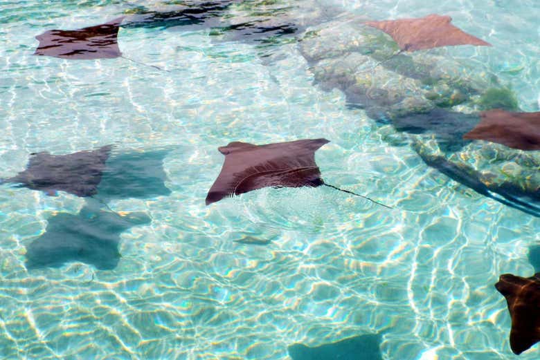 Des poissons fascinants