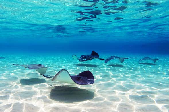 Avvistamento di razze a Stingray City Antigua
