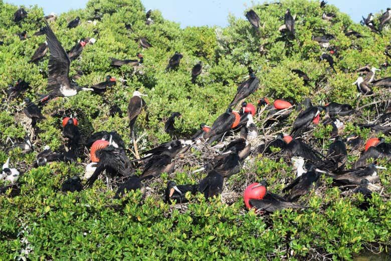 Santuario de fragatas