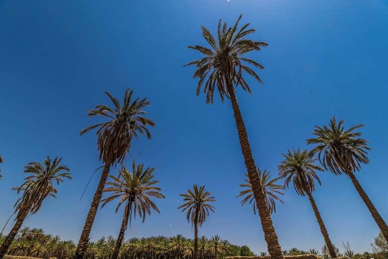 I palmeti della zona