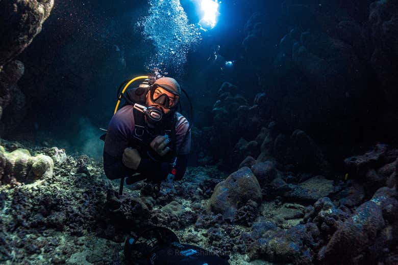 Contemplando la vida marina de Yeda