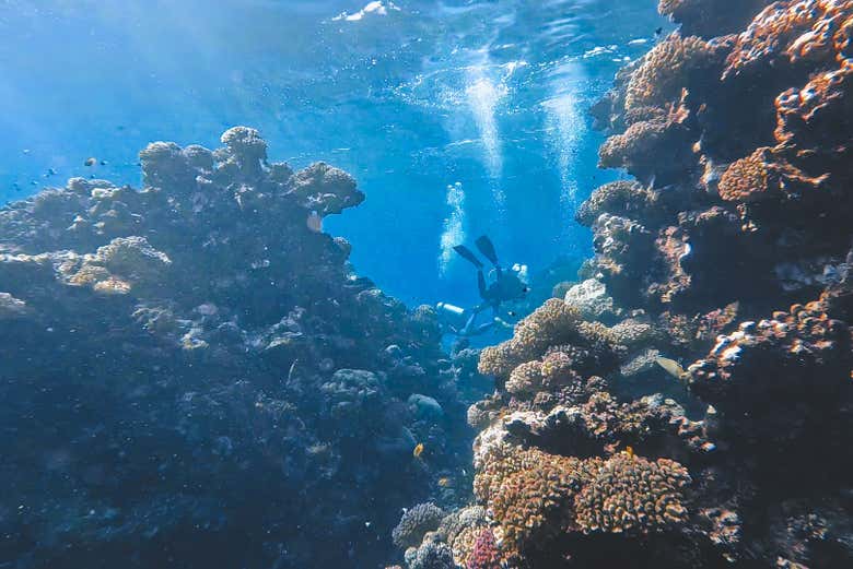 Explorando el arrecife de coral 