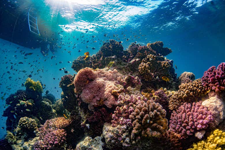 Contemplaremos preciosos jardines coralinos