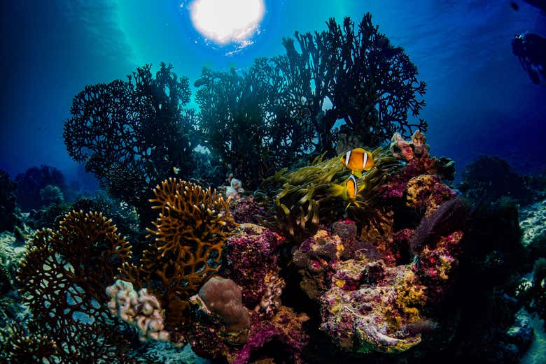 ¡Os enamoraréis del vibrante ecosistema subacuático!