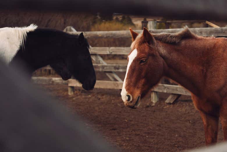 Caballos mansos y muy bien cuidados en La Fragua