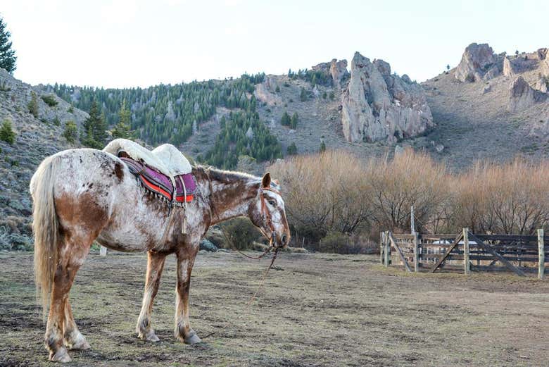 Un caballo de la estancia San Ramón