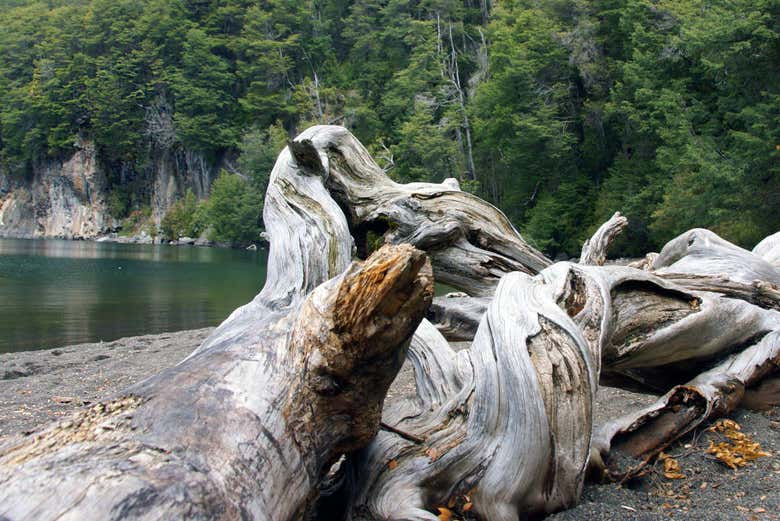 Rive del lago Nahuel Huapi