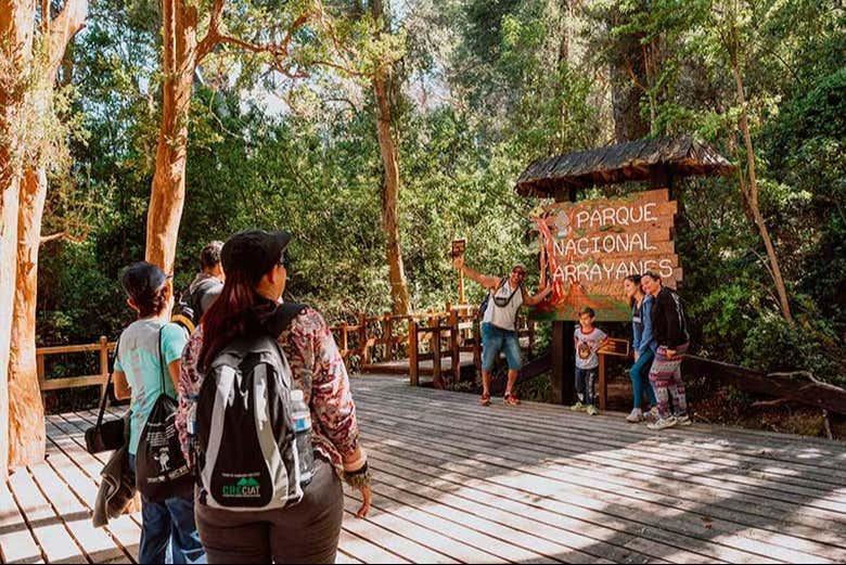 Traverse the iconic Myrtle Forest