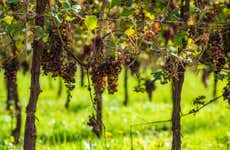 Adamow Winery Tour