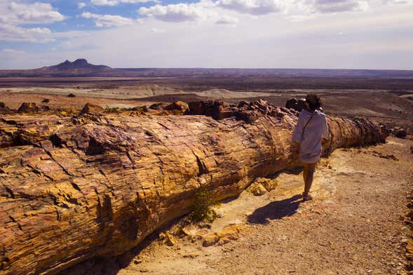 Excursión privada al Bosque Petrificado