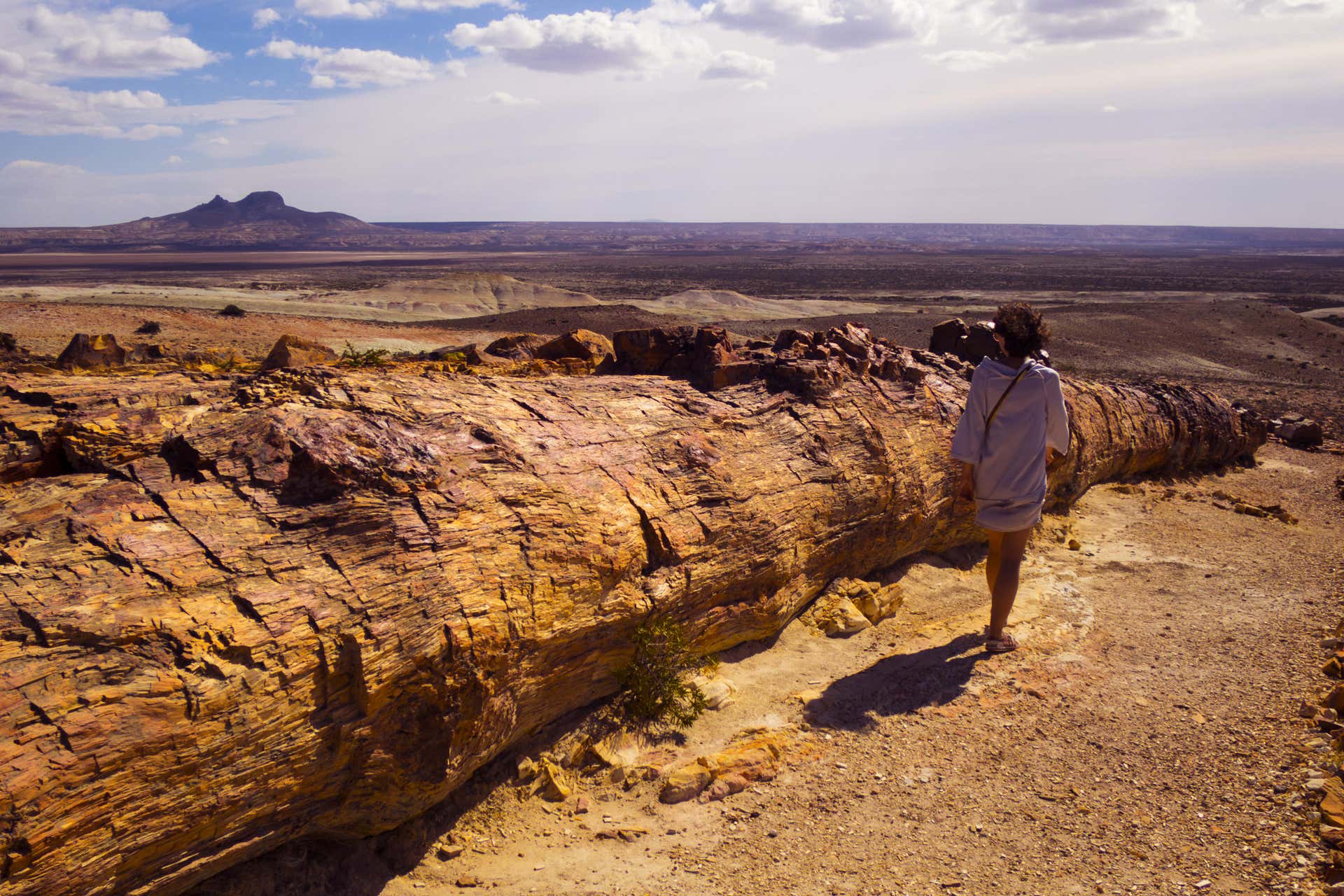 Excursión privada al Bosque Petrificado desde Barreal