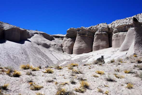 Excursión privada a los hongos de Tocota