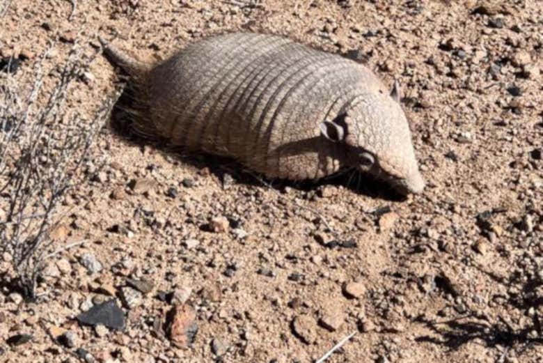Armadillo junto a los hongos de Tocota
