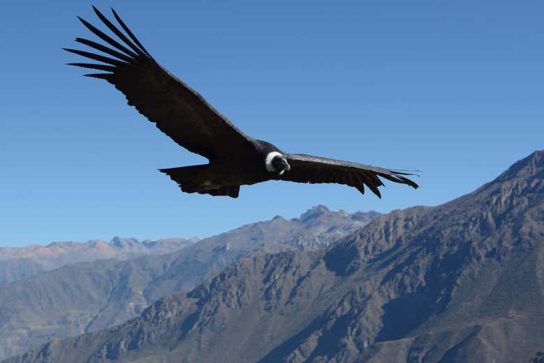 A condor flying over the Andes