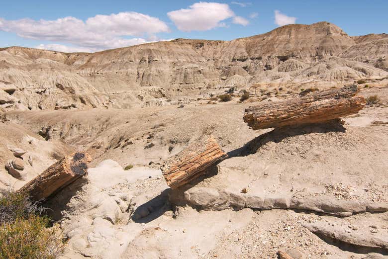 The desert of the Petrified Forest