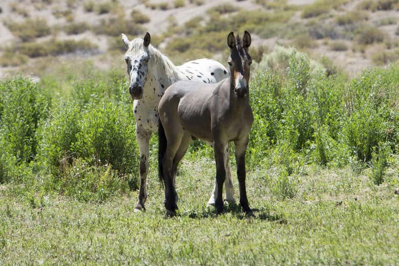 Wild horses in Las Hornillas