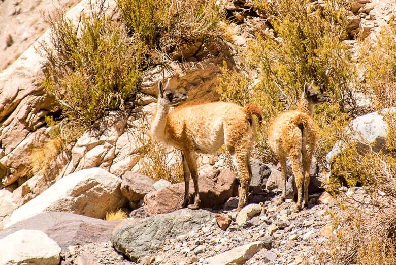 Llama en los parajes andinos de la Laguna Blanca