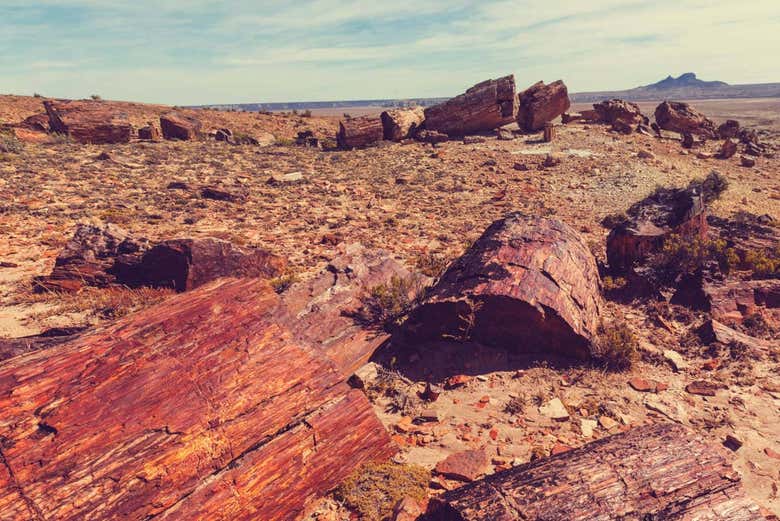 Bosque Petrificado de Barreal