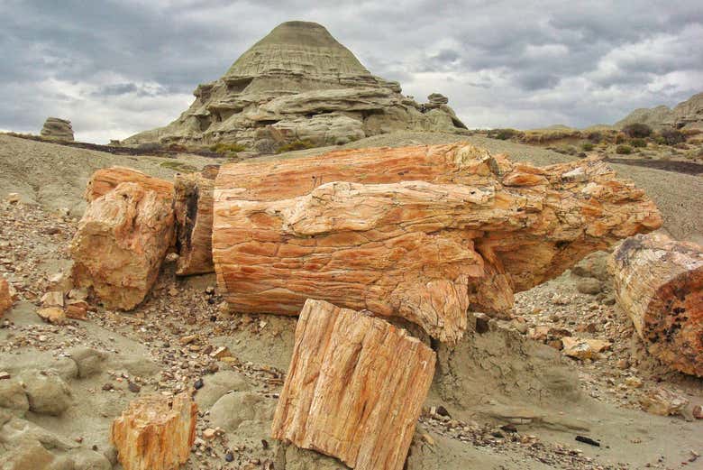 Fossilized trunks in the Petrified Forest