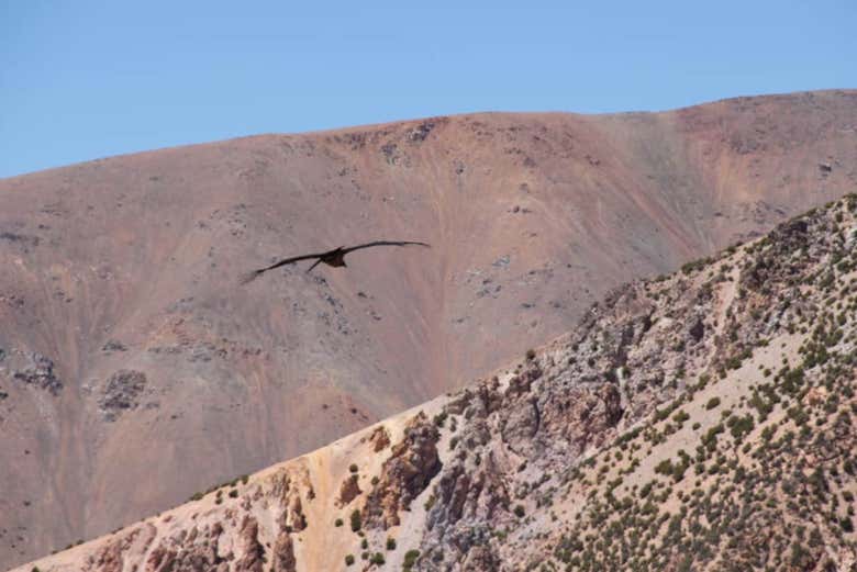 A condor flying over Los Morrillos