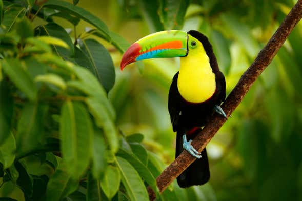 Excursión al Bioparque Temaikèn