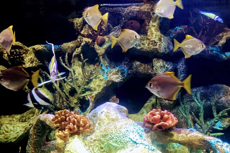 O Aquário do Bioparque
