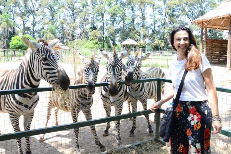 Zèbres du zoo de Lujan