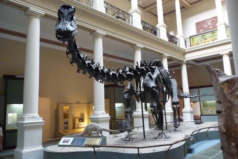 Diplodoco no Museu de Ciências Naturais