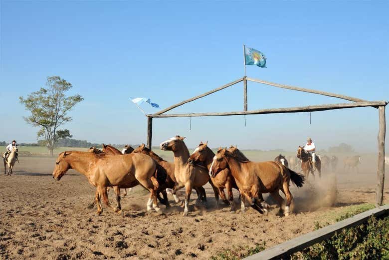Gaucho party at Santa Susana