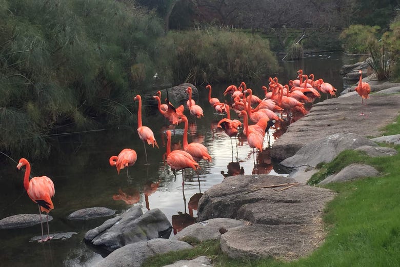 A zona dos flamingos