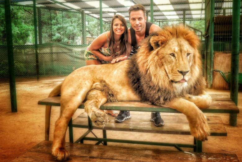 Les lions du zoo