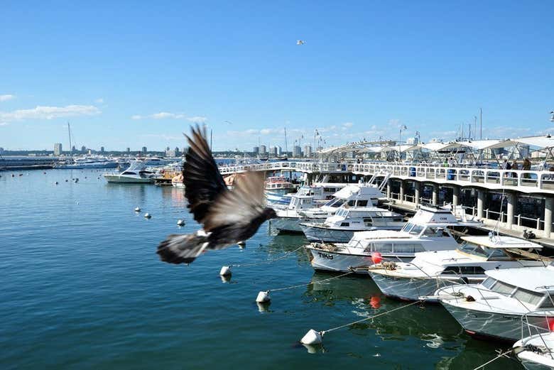 Puerto de Punta de Este