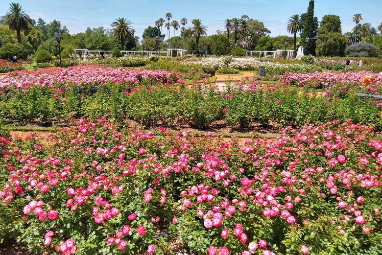 Admire the Rose Garden