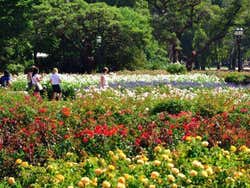 Rose Garden in Tres de Febrero Park