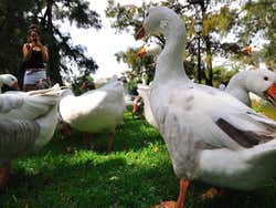 Geese in Tres de Febrero Park