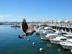 Punta del Este marina