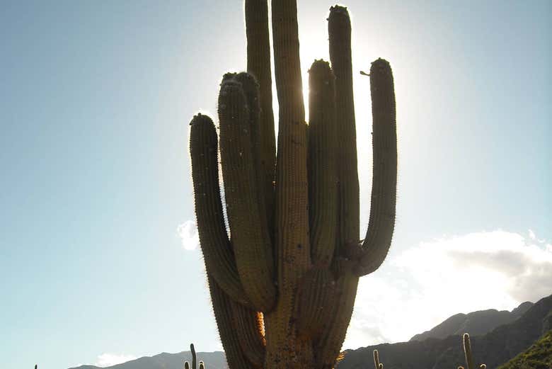 Cardones