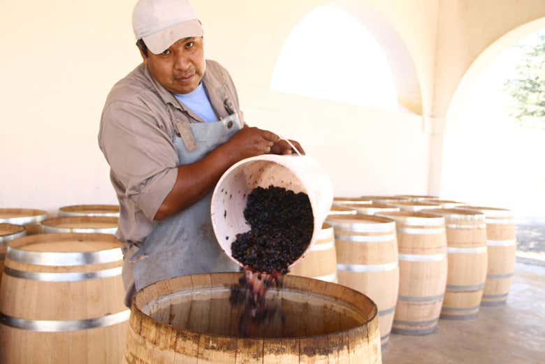 Colheita de uvas