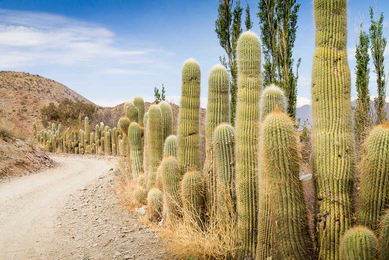 Parque Nacional de los Cardones