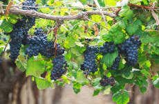 Tour del vino por Cafayate